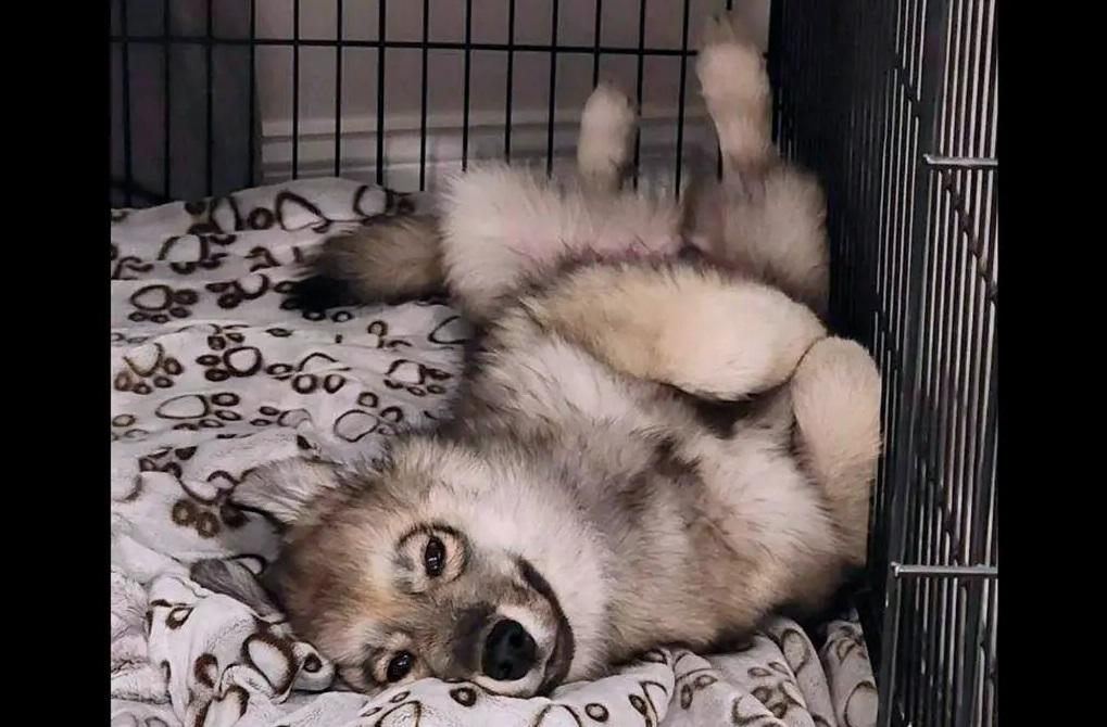 萌狗Odin才11個月大。(互聯網)