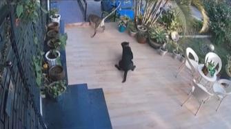 野豹被女主人的尖叫聲嚇走,狗狗四肢無力仍要進出去。(互聯網)