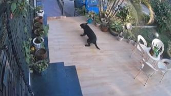 狗狗四肢無力,仍窮進。(互聯網)