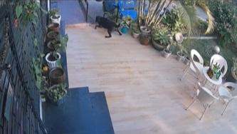 狗狗四肢無力,仍窮進。(互聯網)