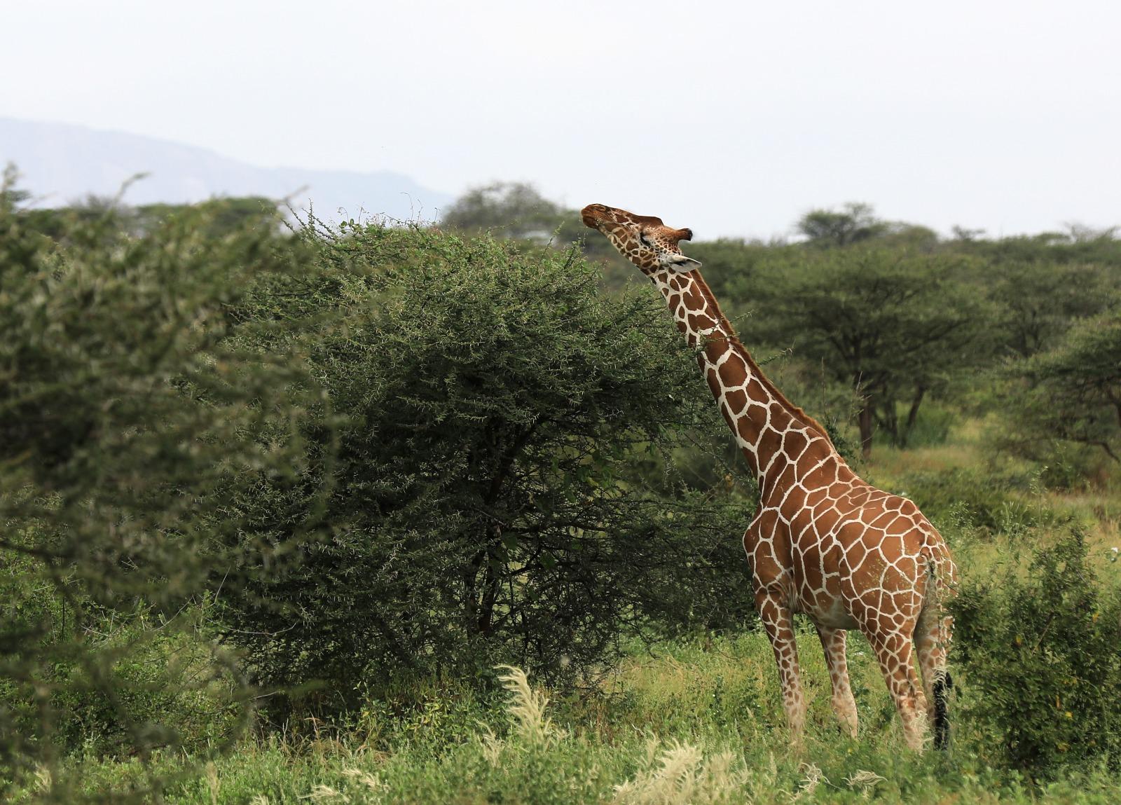 肯雅馬賽馬拉國家保護區的長頸鹿。(資料圖片)