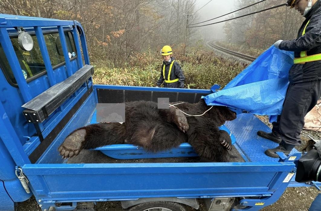 去年北海道JR列車行駛期間撞死熊隻。(互聯網)