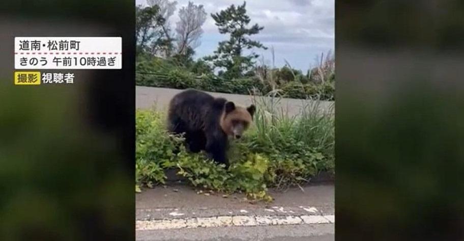 去年北海道松前町有野熊出沒。(互聯網)