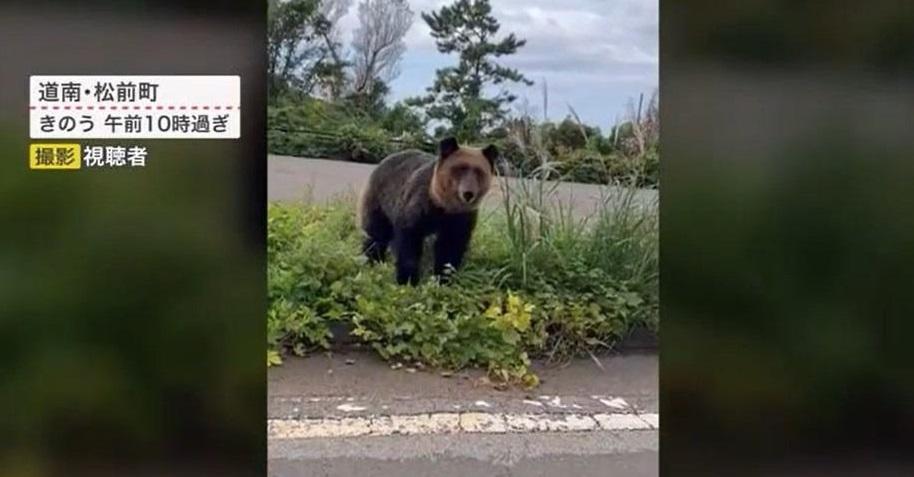 去年北海道松前町有野熊出沒。(互聯網)