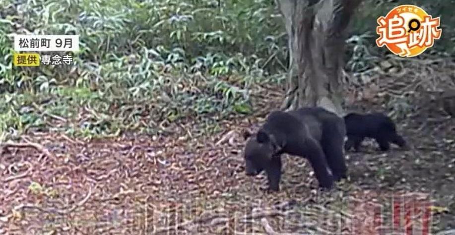 去年北海道松前町有野熊出沒。(互聯網)