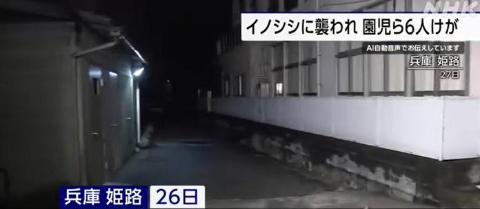 野豬襲擊居民現場。(互聯網)