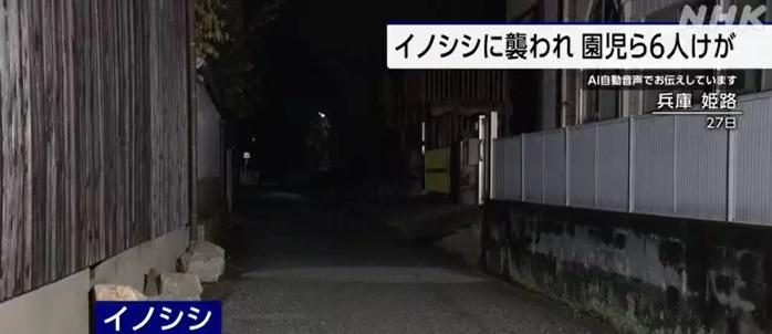 野豬襲擊居民現場。(互聯網)