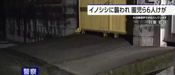 野豬在幼稚園外襲擊學童。(互聯網)