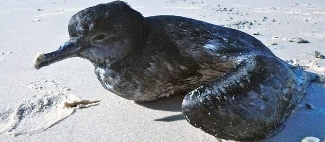 2013年,澳洲沿岸海灘發現大量短尾水薙死亡。(互聯網)