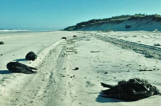 2013年,澳洲沿岸海灘發現大量短尾水薙死亡。(互聯網)