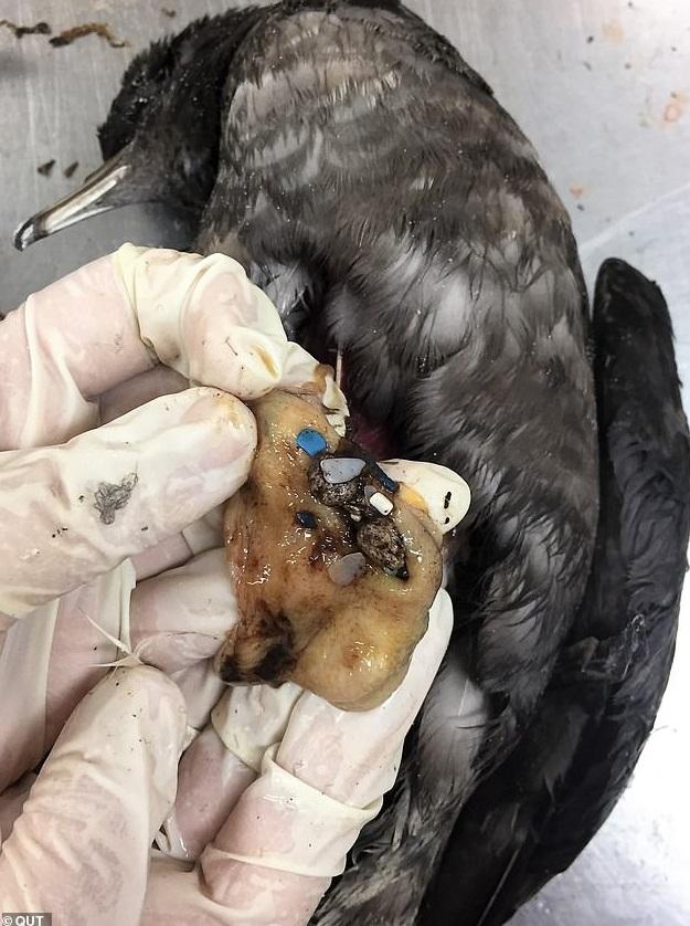 2013年,澳洲沿岸海灘發現大量短尾水薙死亡,解剖發現鳥屍胃部有火山浮石。(互聯網)