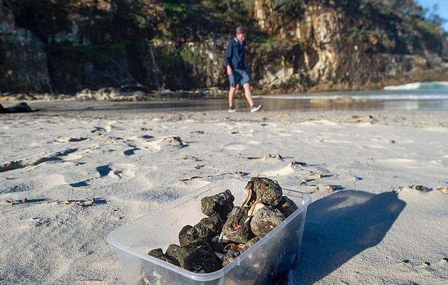 2013年,澳洲沿岸海灘發現大量短尾水薙死亡,海灘上發現火山浮石。(互聯網)