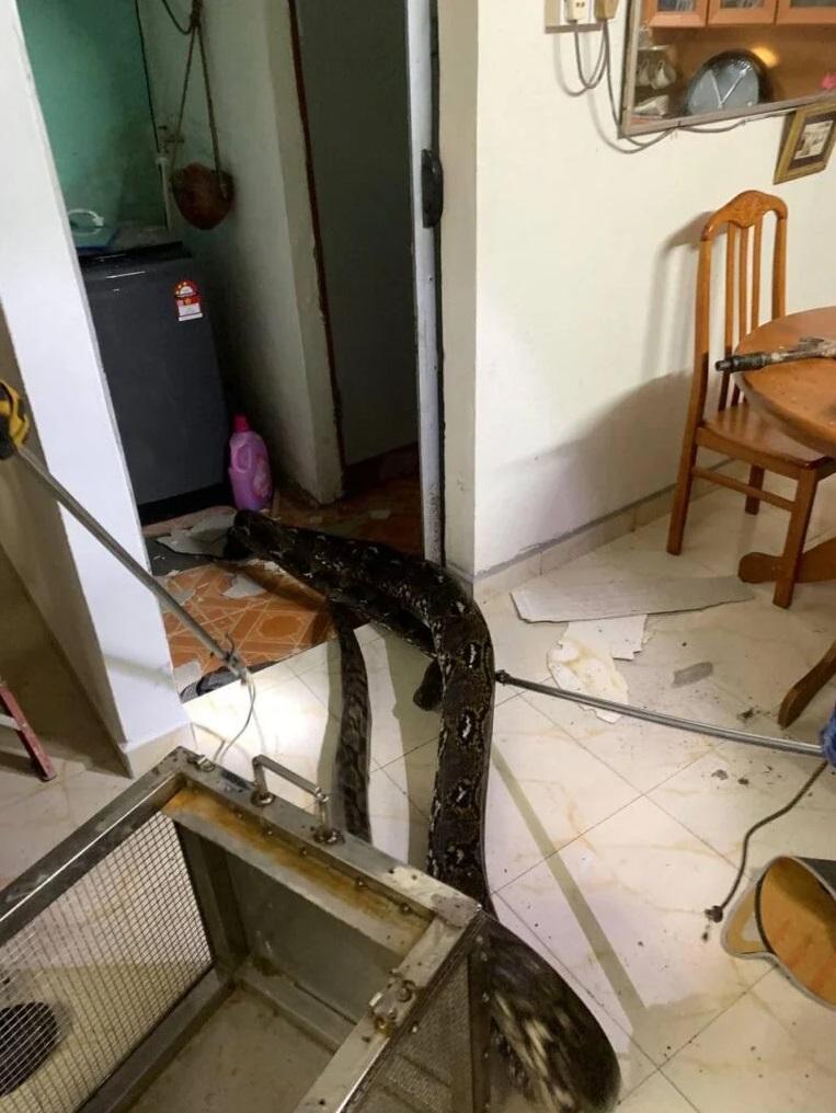 巨蟒躲進廁所。(互聯網)