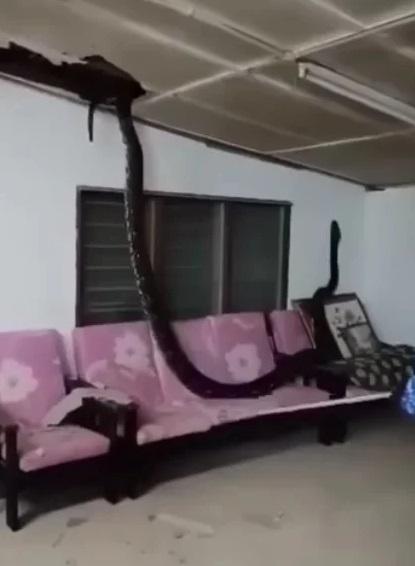 巨蟒突然從天花板掉下來,正正落在客廳梳化上,再爬上牆壁。(互聯網)