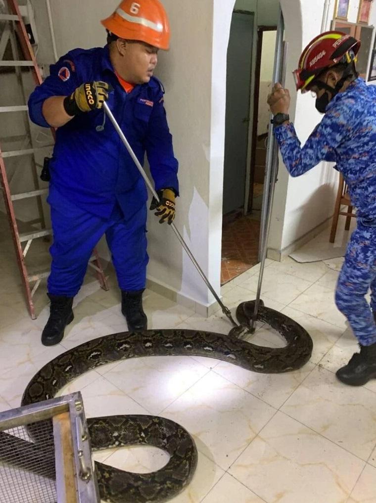 太平民防部隊捉到巨蟒。(互聯網)
