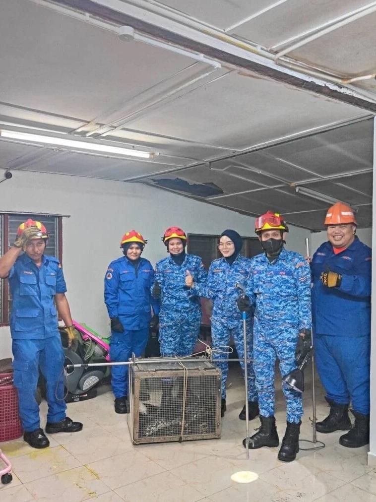 太平民防部隊捉到巨蟒,將牠安置在鐵籠內。(互聯網)