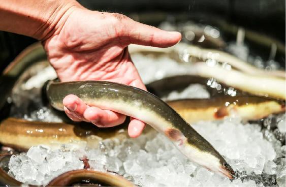 鰻魚批發商有92年歷史 ,嚴選新鮮最肥美的鰻魚。