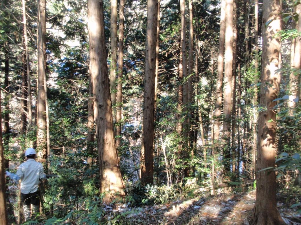 東京都青梅市青梅之森。(互聯網)