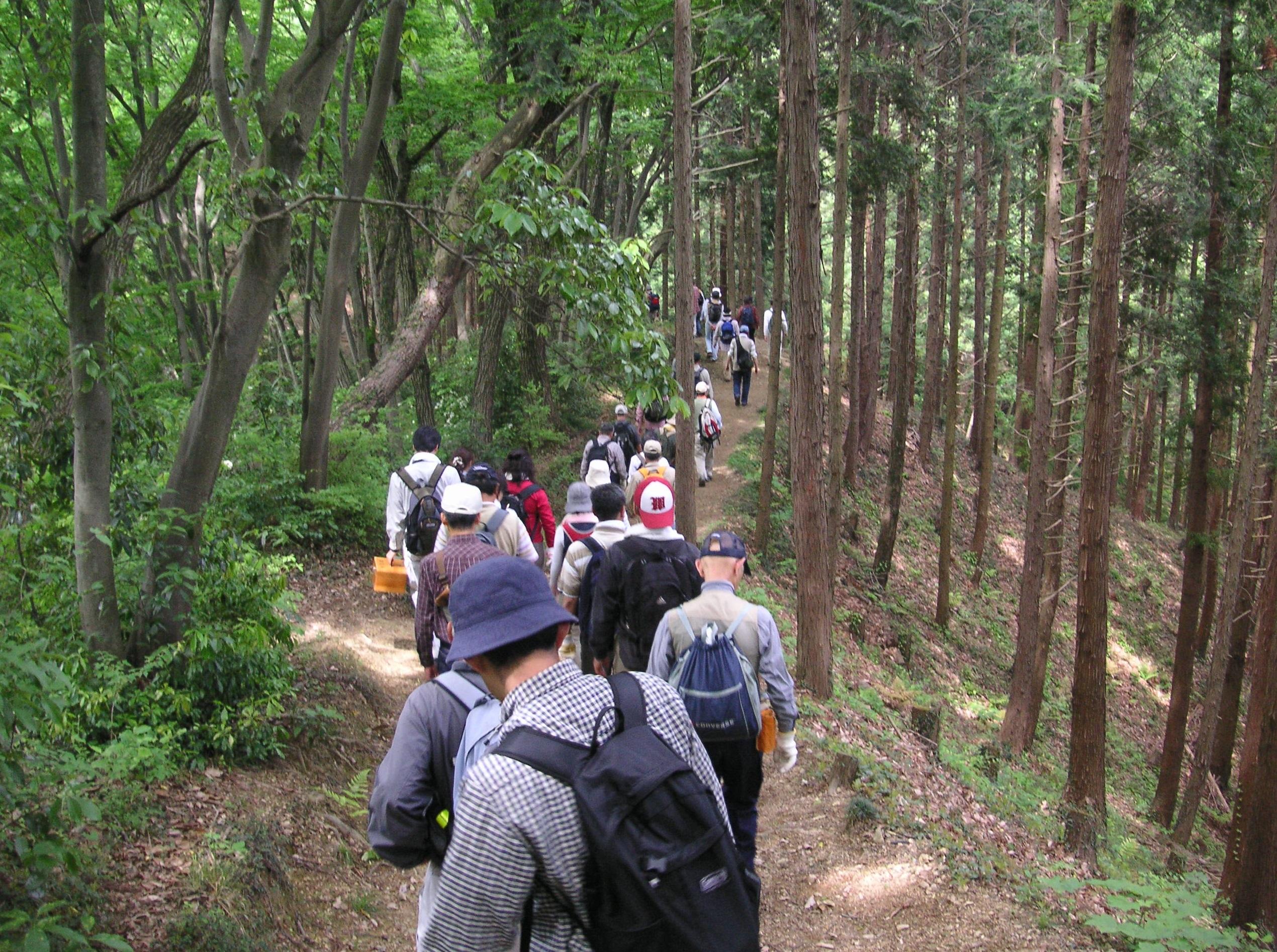 東京都青梅市青梅之森。(互聯網)