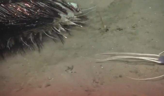 多毛綱蠕蟲在深海的動態。(互聯網)