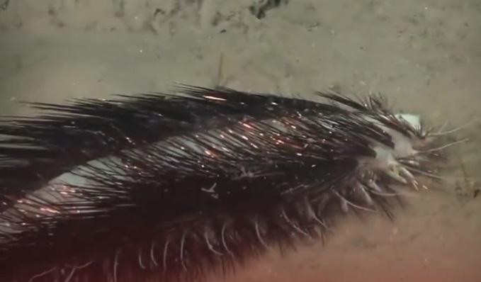 多毛綱蠕蟲在深海的動態。(互聯網)