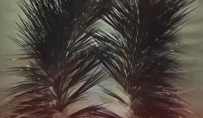 多毛綱蠕蟲在深海的動態。(互聯網)