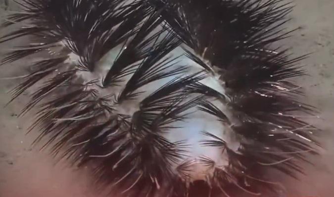 多毛綱蠕蟲在深海的動態。(互聯網)