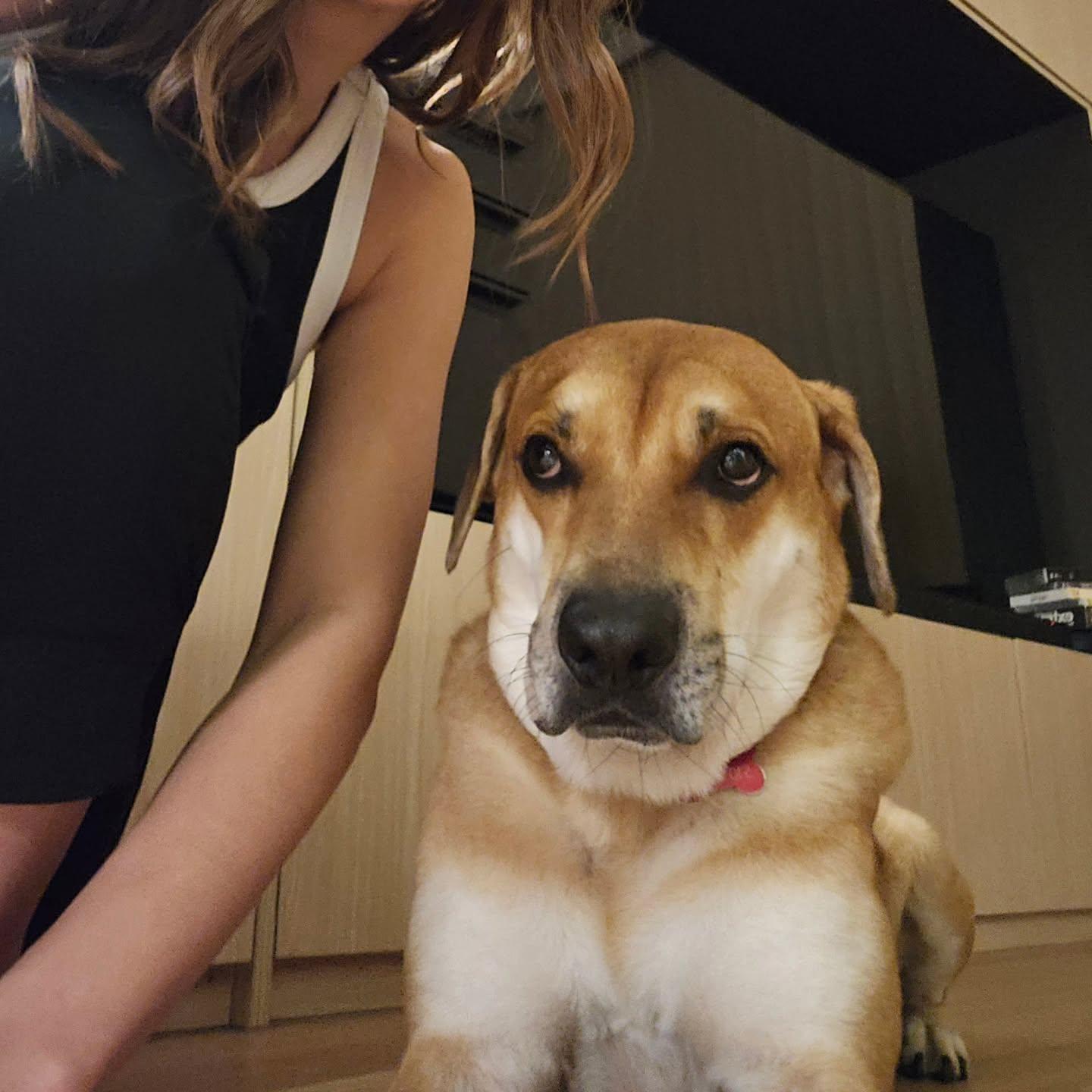 狗狗以眼藐藐的嫌棄態度,回應李旻芳的熱情。