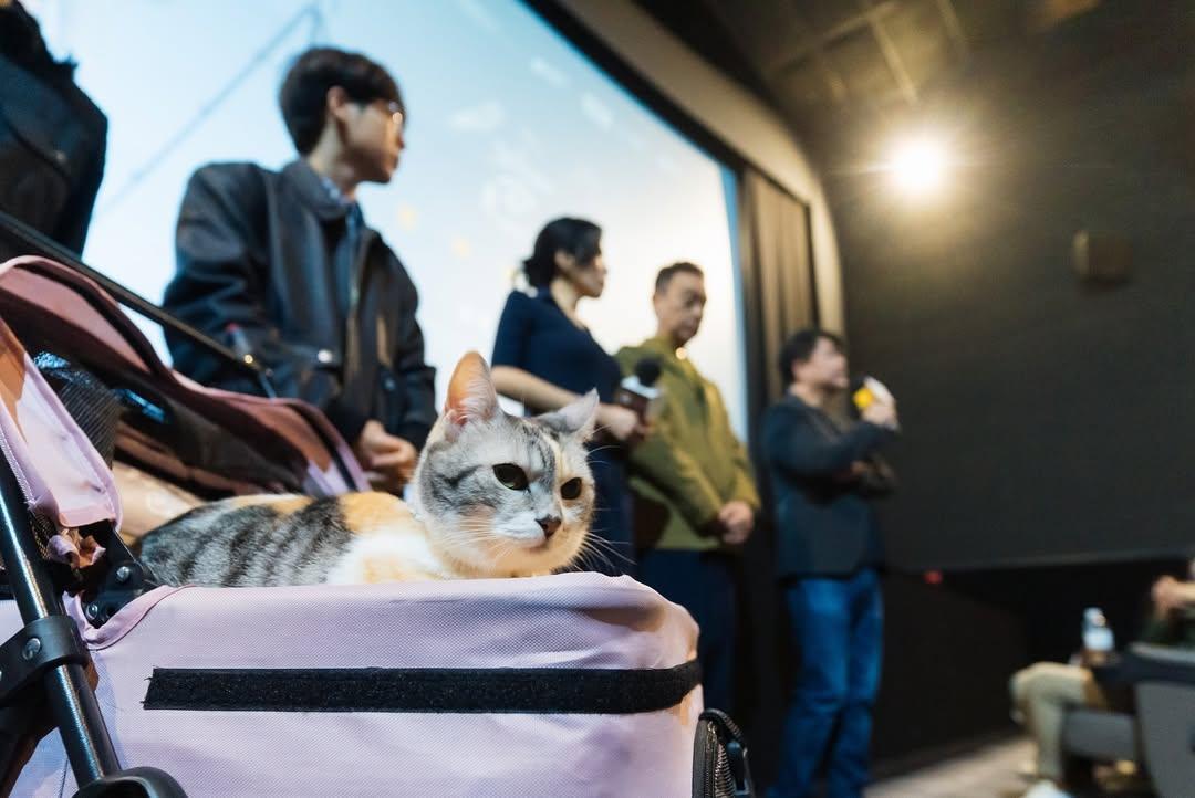 《爸爸》的演員之一,是人見愛的貓貓。