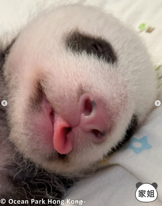 羅淑佩預計大熊貓龍鳳胎能在農曆新年前後也能亮相。(海洋公園提供)