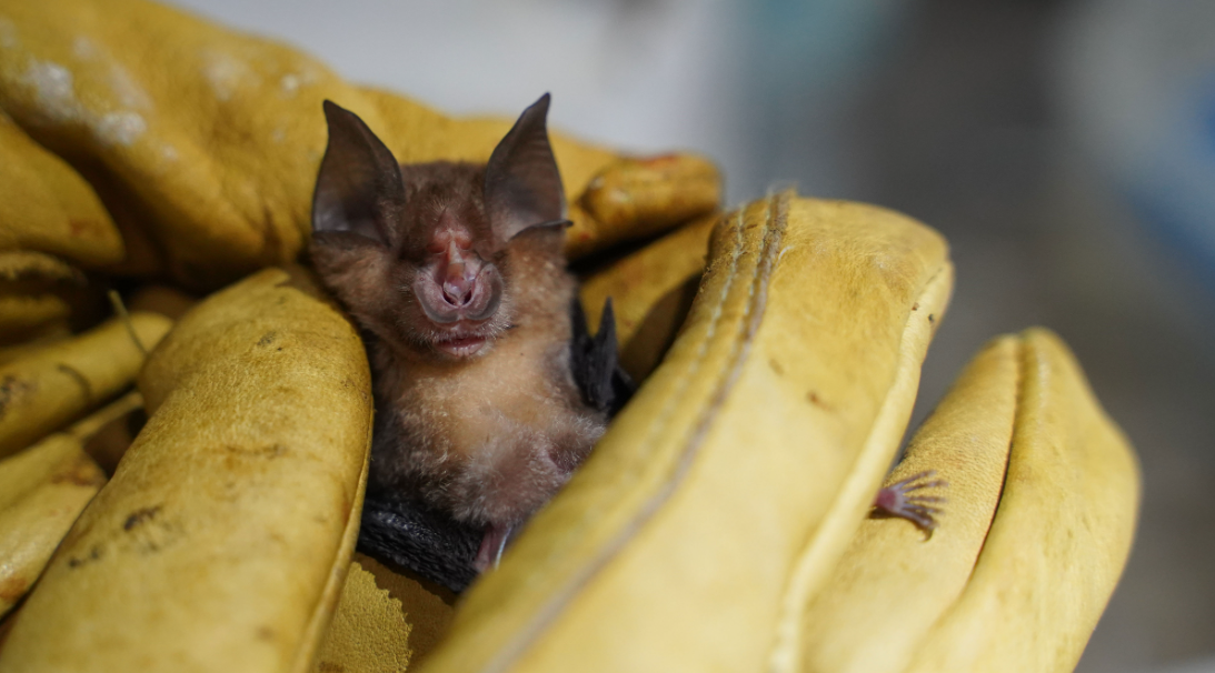 蝙蝠身上含有多種病毒,猶如「病毒儲存庫」。(路透社、資料圖片)