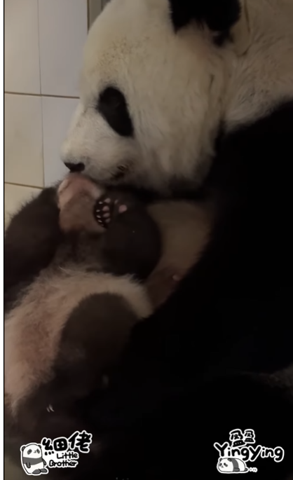 盈盈親吻細佬。(海洋公園)