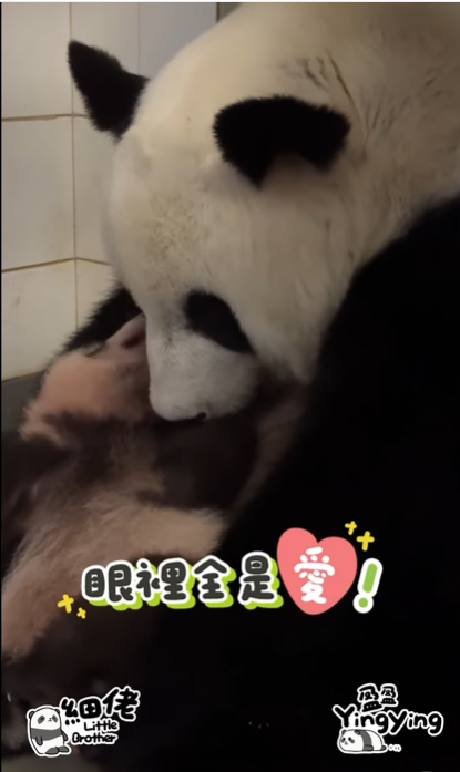 盈盈親吻細佬。(海洋公園)