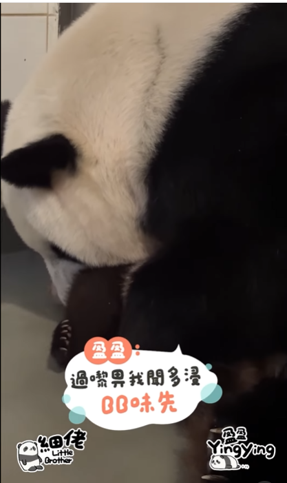 盈盈親吻細佬。(海洋公園)