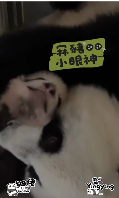 盈盈親吻細佬。(海洋公園)