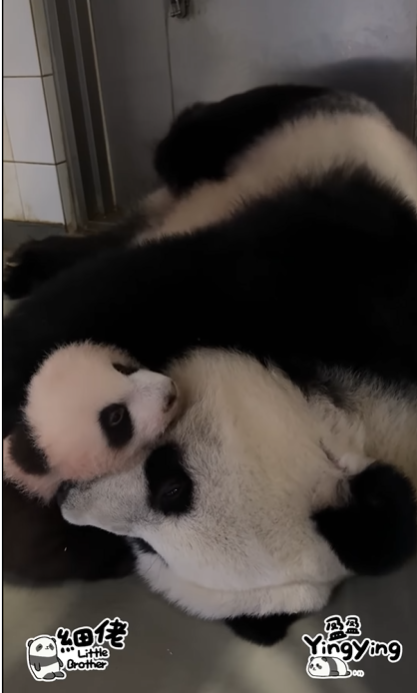 盈盈親吻細佬。(海洋公園)