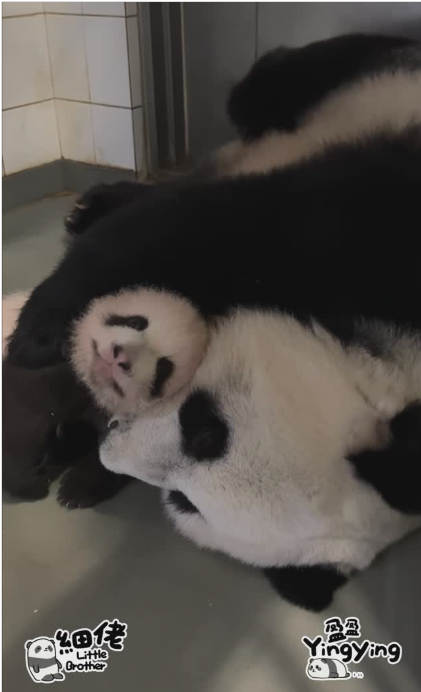 盈盈親吻細佬。(海洋公園)