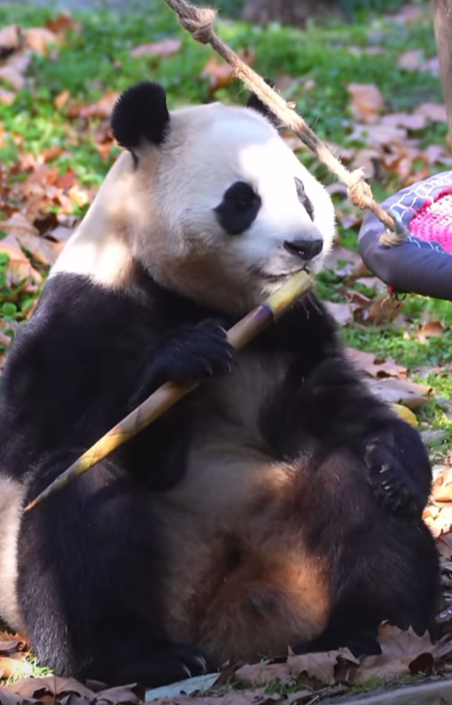 大熊貓|有民眾發現福寶疑似身體不適,吃竹子時不斷發抖抽搐。(影片截圖)