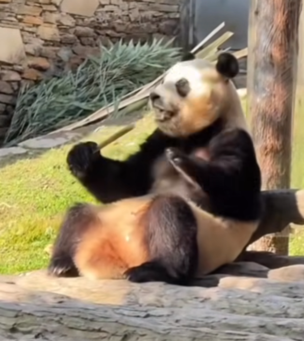 大熊貓|有民眾發現福寶疑似身體不適,吃竹子時不斷發抖抽搐。(影片截圖)