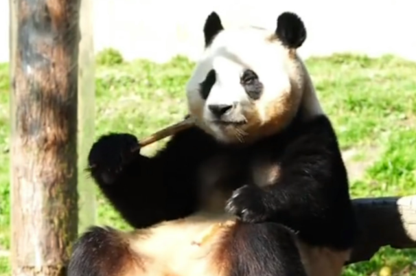 大熊貓|有民眾發現福寶疑似身體不適,吃竹子時不斷發抖抽搐。(影片截圖)