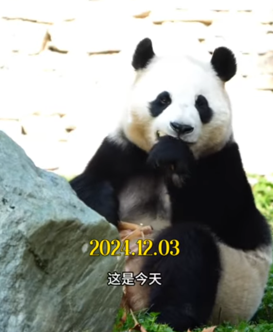 大熊貓|有民眾發現福寶疑似身體不適,吃竹子時不斷發抖抽搐。(影片截圖)