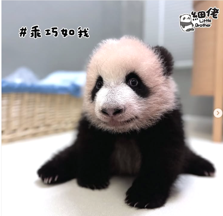 細佬拉筋。(海洋公園)