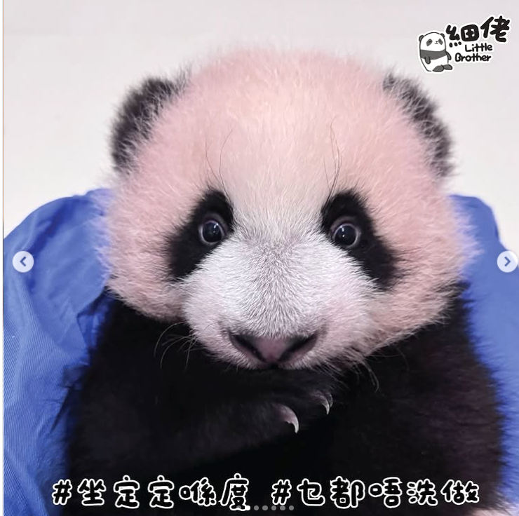 細佬一本正經。(海洋公園)