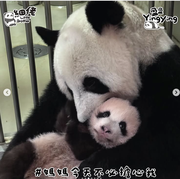 盈盈錫鍚細佬。(海洋公園)