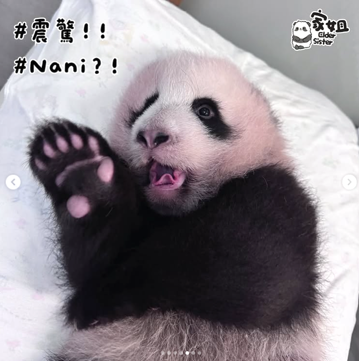 表情十分趣怪。(海洋公園)