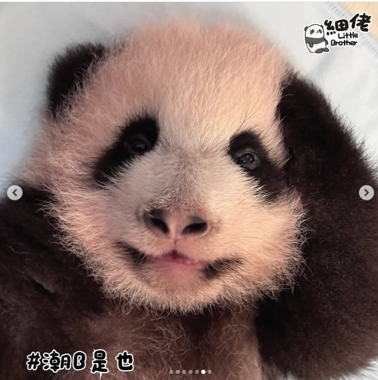 細佬似在微笑。(海洋公園)