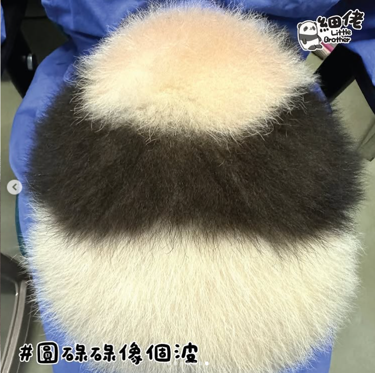 細佬似一個波。(海洋公園)