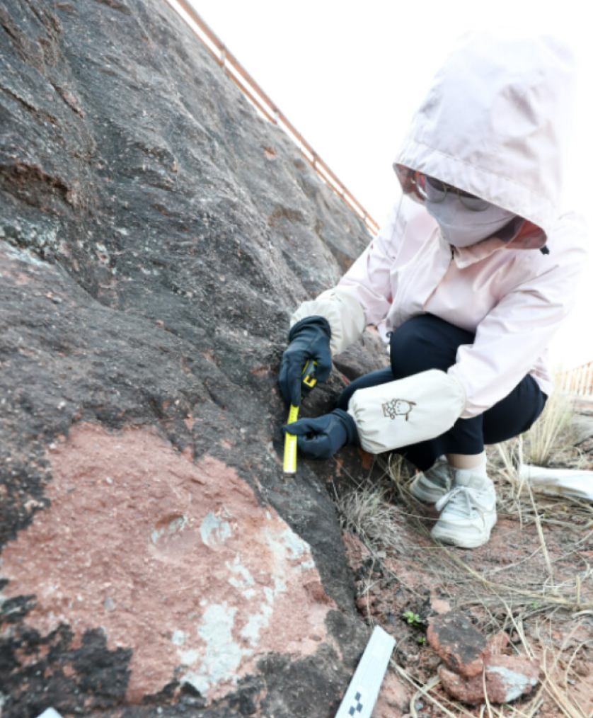 研究人員現場鑑定,確認這窩恐龍蛋化石均為橢圓形蛋,平均個體長度為5至9厘米,闊度為4厘米左右。(網上圖片)
