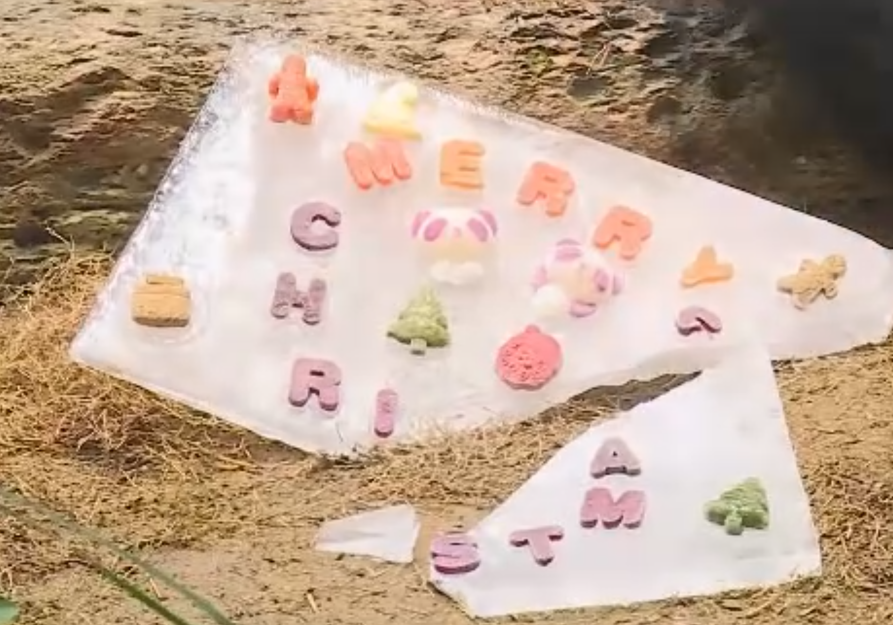 大熊貓安安及可可首次在香港過聖誕,海洋公園特別製作可食用「聖誕卡」(港台圖片)