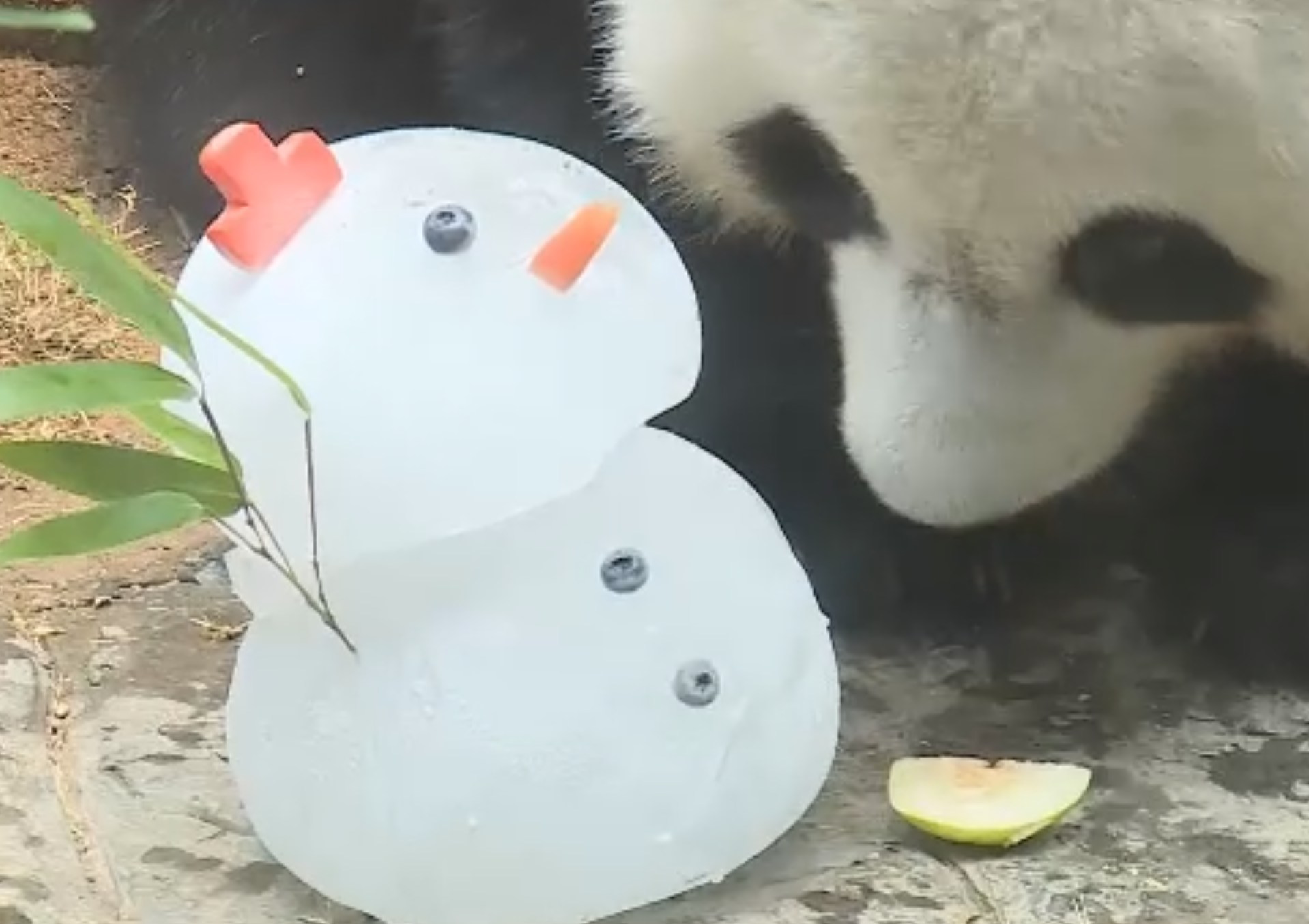 大熊貓安安及可可首次在香港過聖誕,海洋公園特別製作「聖誕大餐」(港台圖片)